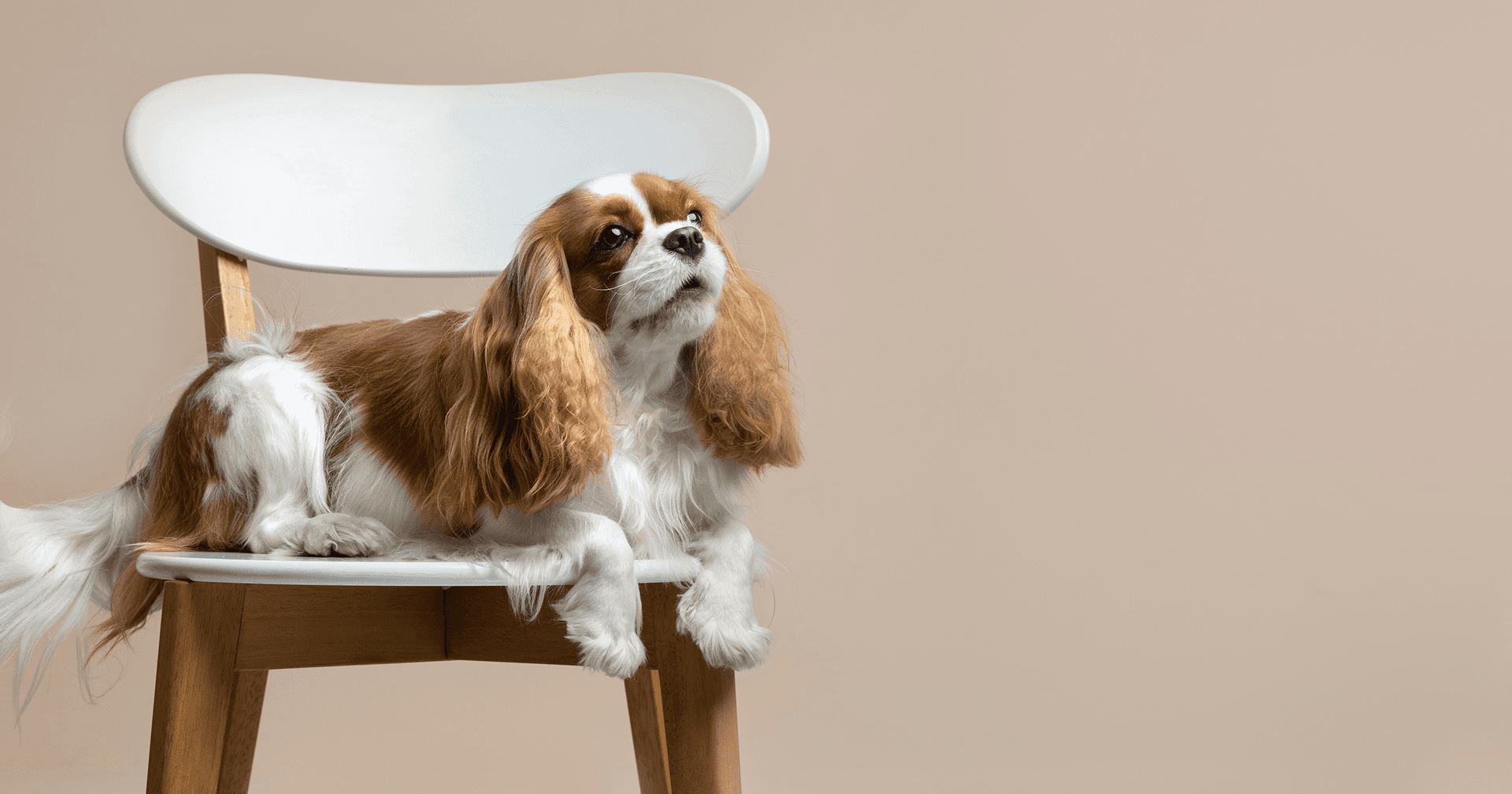 Dog on chair
